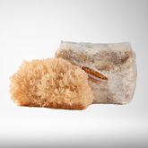 Pekepeke-Kiore (Native Lion's Mane) | Grow Kit